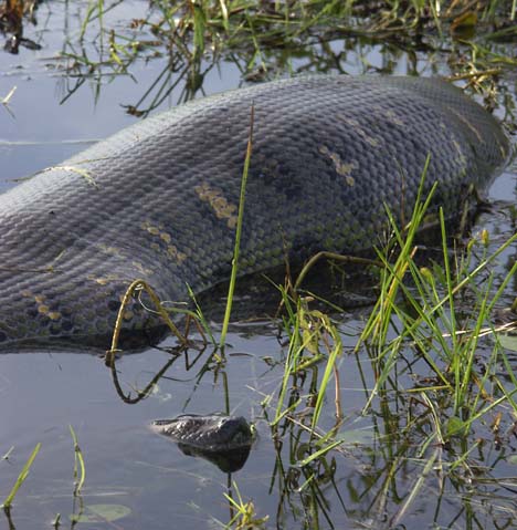 anaconda with a
stomach full from a recent meal